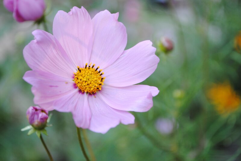 Pink Cosmos Flower — Serene, Afternoon, Photograph, Bud, Greenery