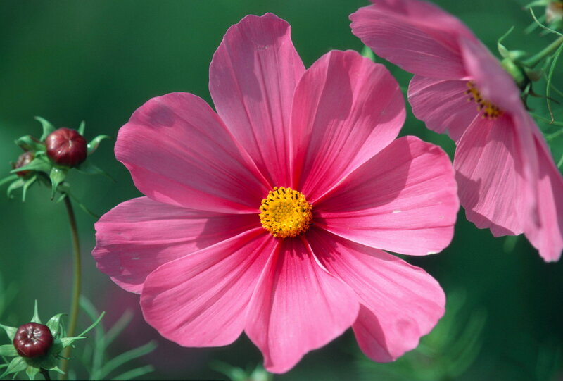 Pink Cosmos Flower — Serene, Afternoon, Photograph, Bud