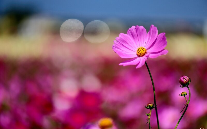 Pink Cosmos Flower — Serene, Afternoon, Photograph, Buds, Bokeh