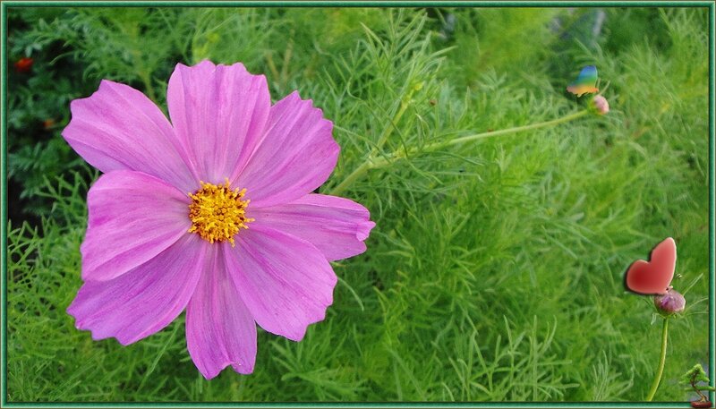 Pink Cosmos Flower — Serene, Afternoon, Photograph, Butterfly