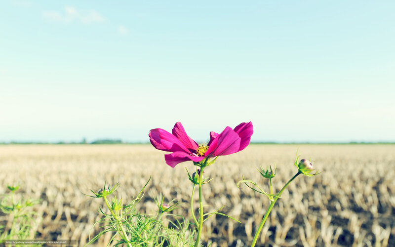 Pink Cosmos Flower — Serene, Afternoon, Photograph, Field, Sky, Buds