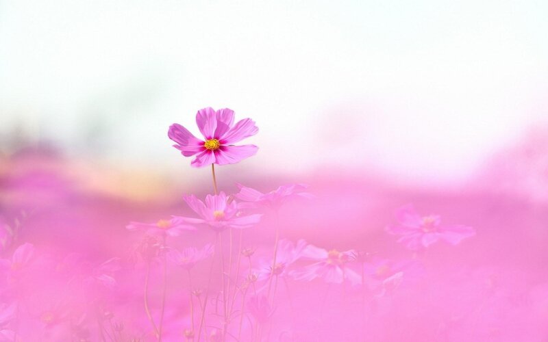Pink Cosmos Flower — Serene, Afternoon, Photograph, Field, Sky