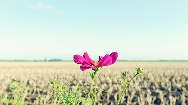 Pink Cosmos Flower — Serene, Afternoon, Photograph, Field