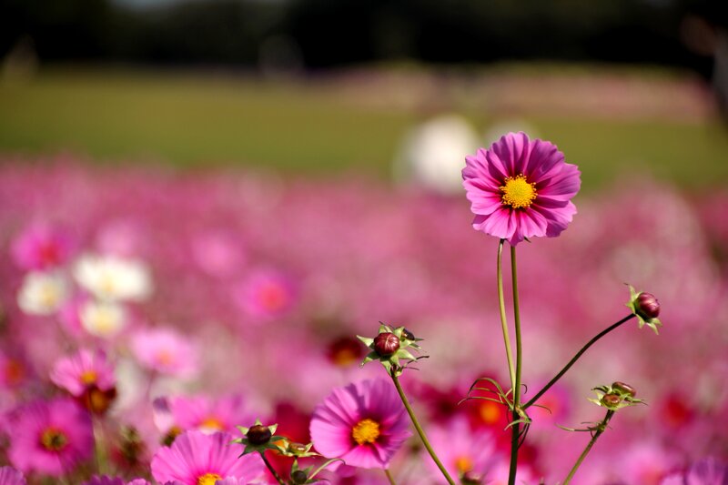 Pink Cosmos Flower — Serene, Afternoon, Photograph, Flower Field