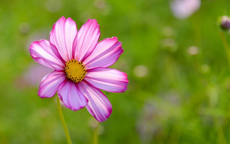 Pink Cosmos Flower — Serene, Afternoon, Photograph, Green Grass