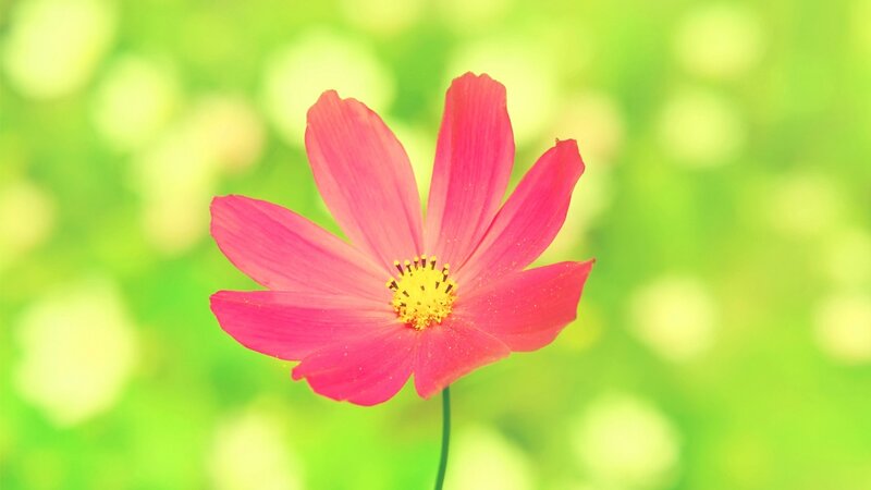 Pink Cosmos Flower — Serene, Afternoon, Photograph, Stem, Green Background