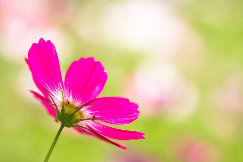 Pink Cosmos Flower — Serene, Afternoon, Photograph, Stem, Insect