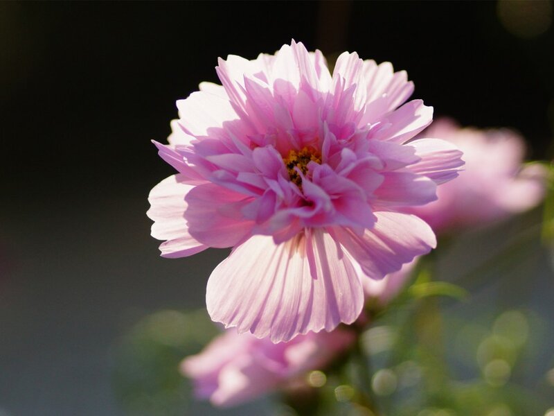 Pink Cosmos Flower — Serene, Afternoon, Photograph, Sunlight