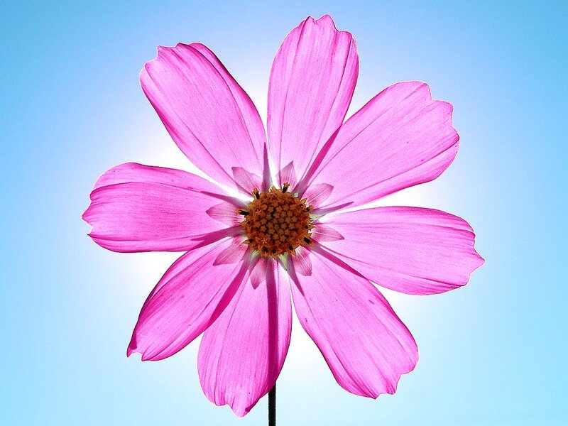 Pink Cosmos Flower — Serene, Afternoon