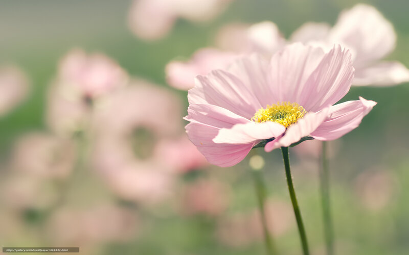 Pink Cosmos Flower — Serene, Morning