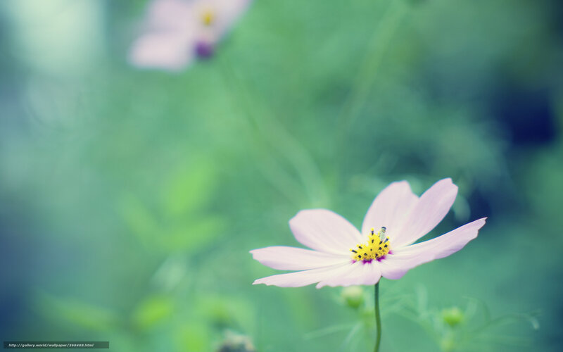 Pink Cosmos Flower — Serene, Photograph, Insect