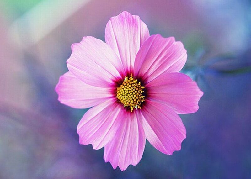 Pink Cosmos Flower — Serene, Photograph, Petals