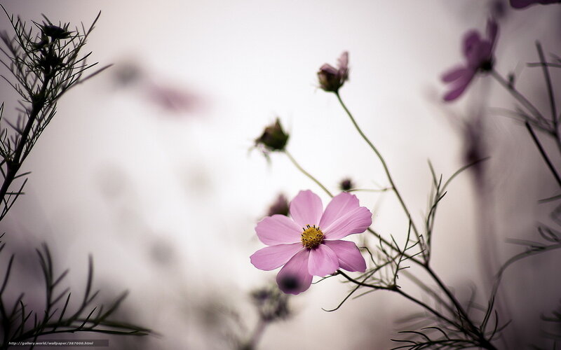 Pink Cosmos Flower — Serene, Photograph, Stem, Bud