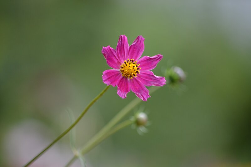 Pink Cosmos Flower — Serene, Photograph, Stem, Buds