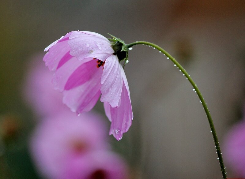 Pink Cosmos Flower — Serene, Photograph, Stem, Petals