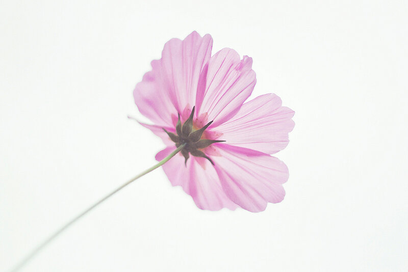 Pink Cosmos Flower — Serene, Photograph, Stem