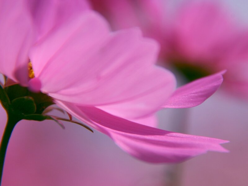 Pink Cosmos Flower — Serene, Photograph