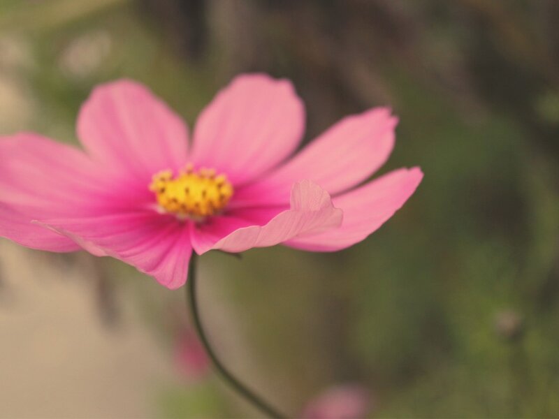 Pink Cosmos Flower — Serene, Photograph, Yellow Center