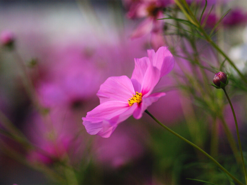 Pink Cosmos Flower — Serene, Spring, Photograph, Bud