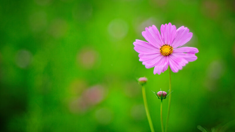 Pink Cosmos Flower — Serene, Spring, Photograph, Buds, Green Grass