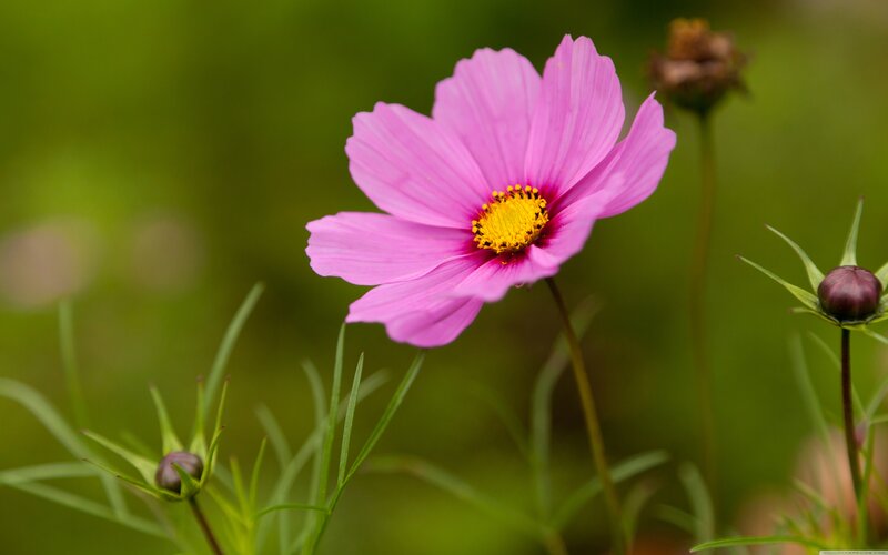 Pink Cosmos Flower — Serene, Spring, Photograph, Buds