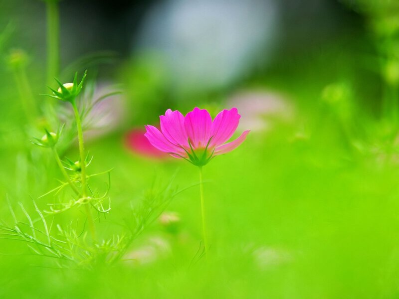 Pink Cosmos Flower — Serene, Spring, Photograph, Green Leaves