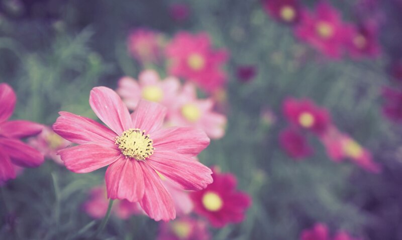 Pink Cosmos Flower — Serene, Spring, Photograph, Greenery