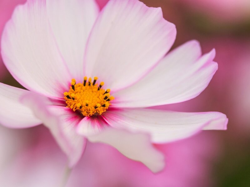 Pink Cosmos Flower — Serene, Spring, Photograph, Petals