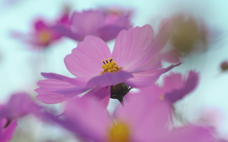Pink Cosmos Flower — Serene, Spring, Photograph, Petals, Yellow Center