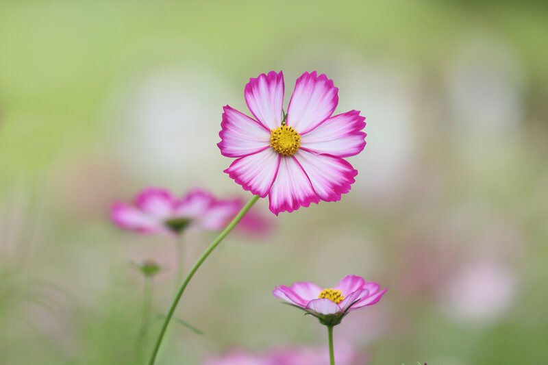 Pink Cosmos Flower — Serene, Spring, Photograph, Stem, Background