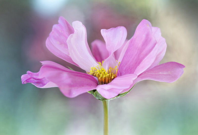 Pink Cosmos Flower — Serene, Spring, Photograph, Stem, Center
