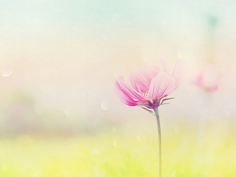 Pink Cosmos Flower — Serene, Spring, Photograph, Stem, Field