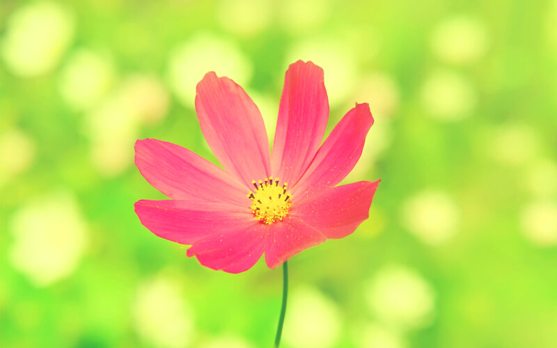 Pink Cosmos Flower — Serene, Spring, Photograph, Stem, Green Background