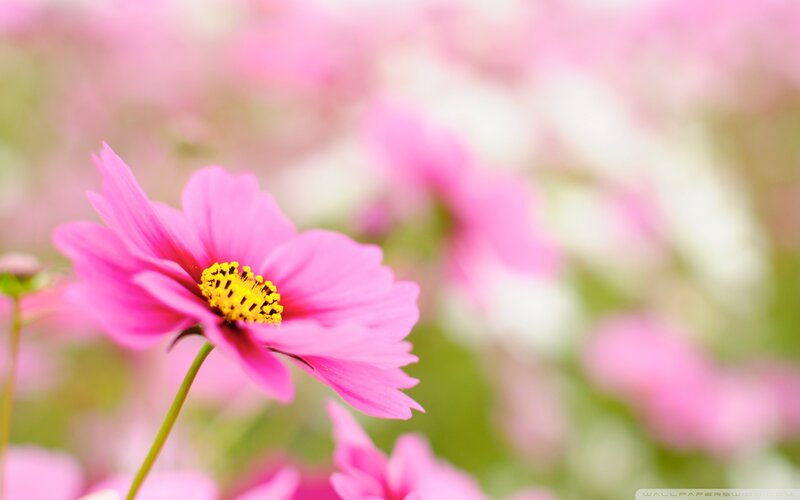 Pink Cosmos Flower — Serene, Spring, Photograph, Stem