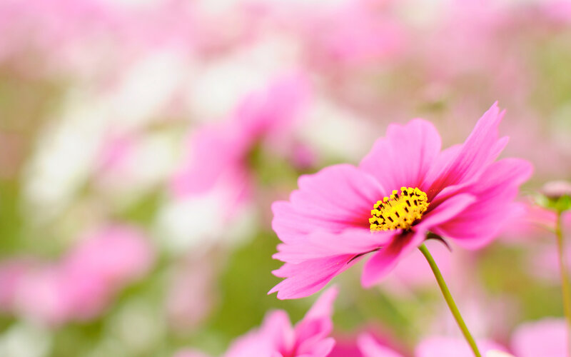 Pink Cosmos Flower — Serene, Spring, Photograph