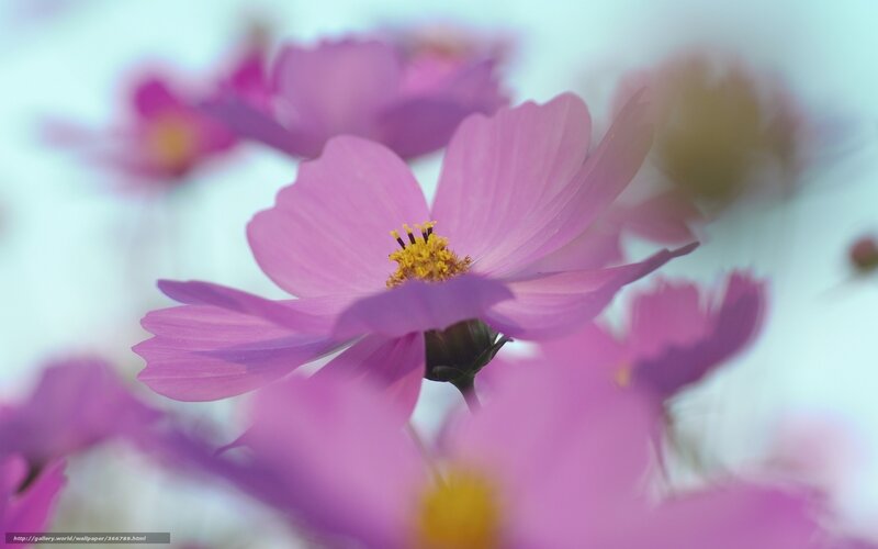 Pink Cosmos Flower — Serene, Spring, Photograph, Yellow Center, Green Stem