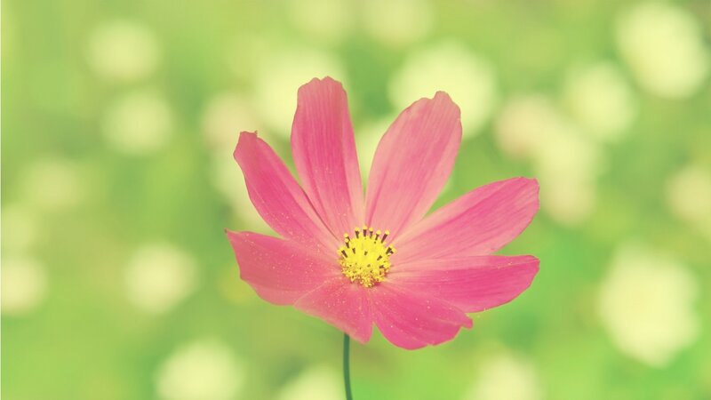 Pink Cosmos Flower — Serene, Spring