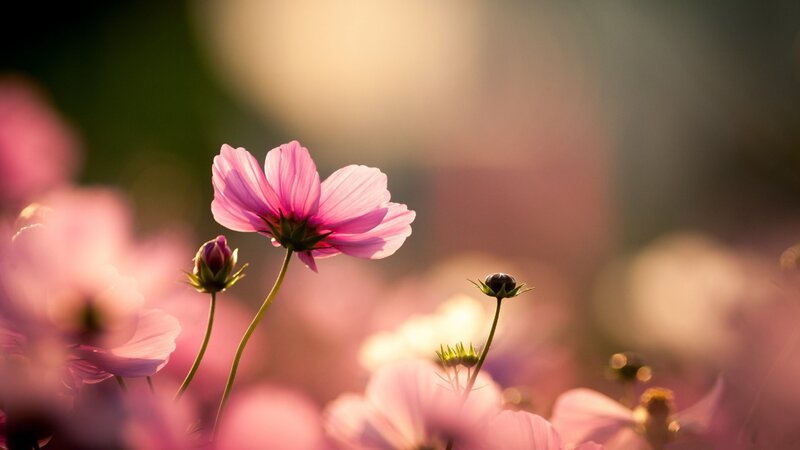 Pink Cosmos Flower — Serene, Sunset, Photograph, Bud