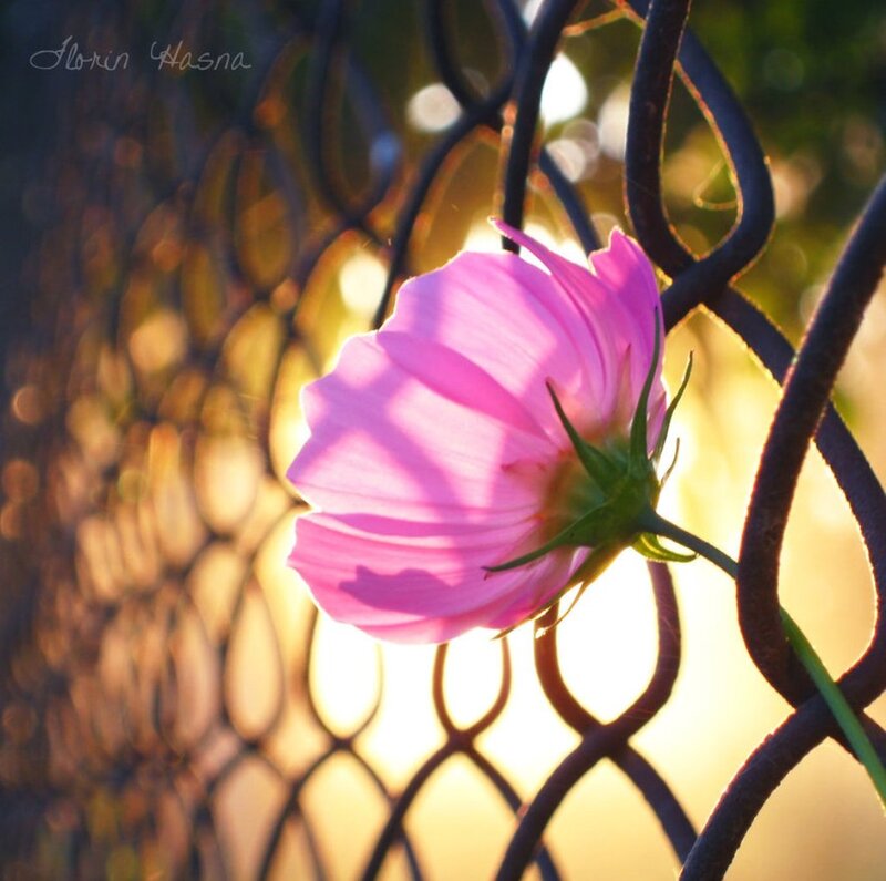 Pink Cosmos Flower — Serene, Sunset, Photograph, Fence