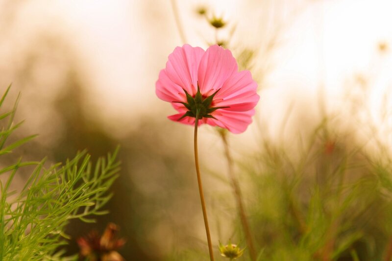Pink Cosmos Flower — Serene, Sunset, Photograph, Green Foliage