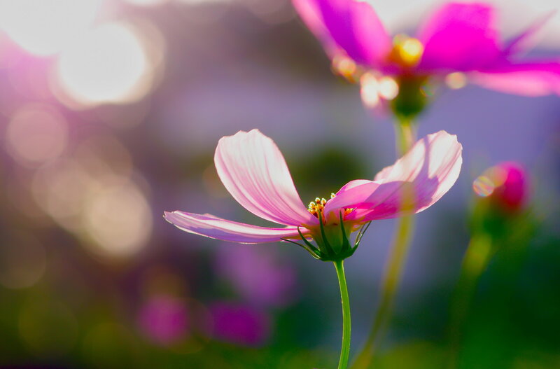 Pink Cosmos Flower — Serene, Sunset, Photograph, Stem, Sunlight