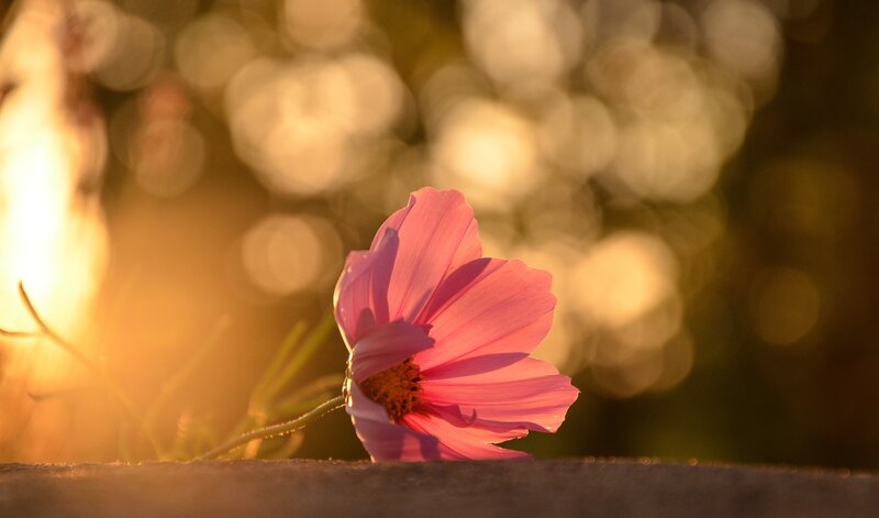 Pink Cosmos Flower — Serene, Sunset, Photograph, Stem