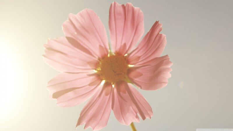 Pink Cosmos Flower — Serene, Sunset, Photograph, Sunlight