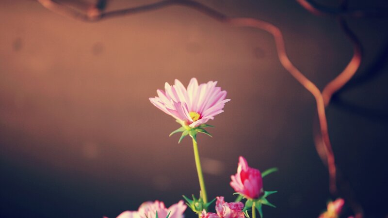 Pink Cosmos Flower — Serene, Sunset