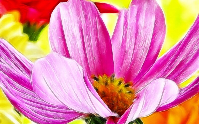 Pink Cosmos Flower — Vibrant