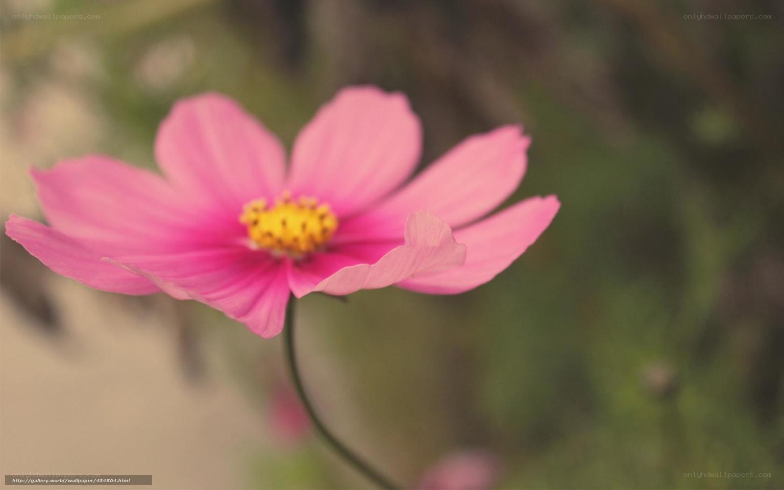pink cosmos flower