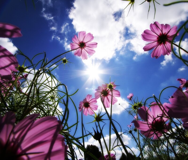 Pink Cosmos Flowers — Afternoon