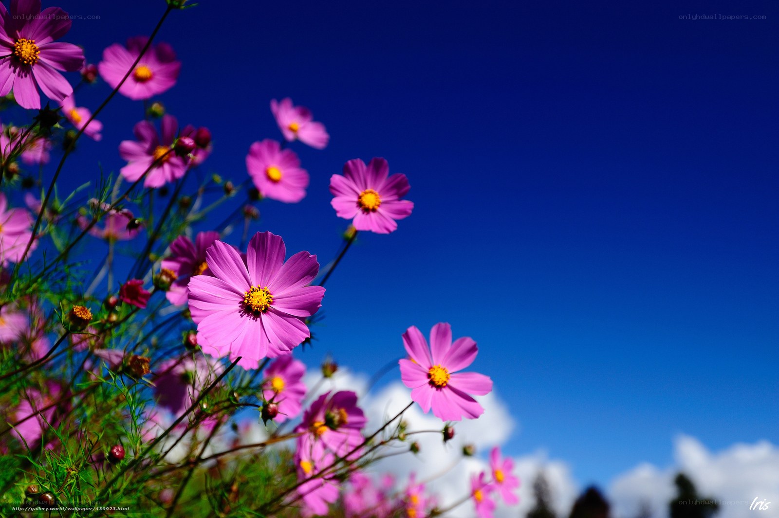 Pink cosmos flowers against blue sky