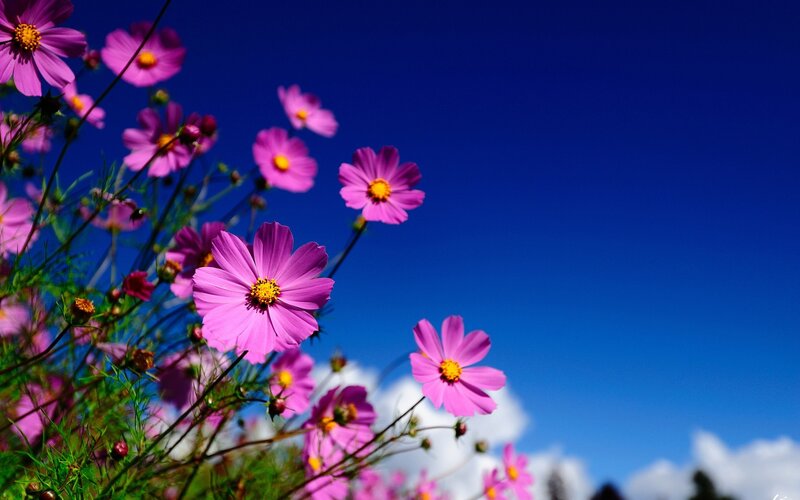 Pink cosmos flowers against blue sky