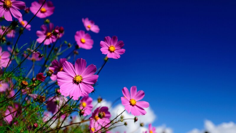 Pink cosmos flowers against blue sky